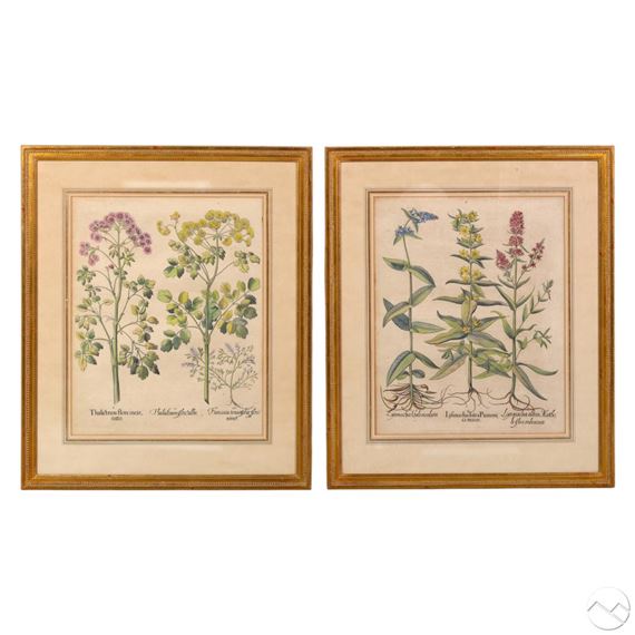 Pair of antique  botanical from the Hortus Eystettensis series by Basilius Besler, originally published in 1613-1630
