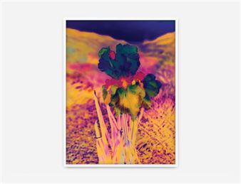 Lisa Oppenheim: Ourselves and the Expression of Ourselves - Tanya Bonakdar Gallery, New York