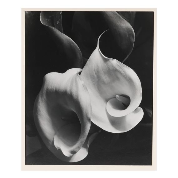 Two Callas by Imogen Cunningham, printed circa 1950s