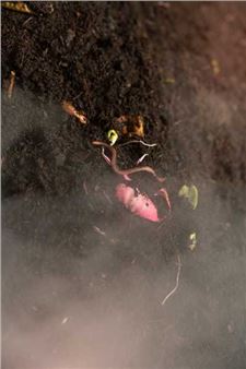 Jenna Sutela: Ave bossa, bow ole - Stroom Den Haag