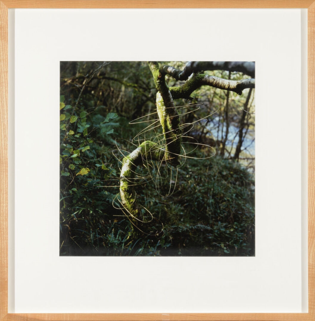 Andy Goldsworthy | Grass stalks joined drawing a rock (1991) | MutualArt