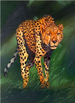 STALKING CHEETA - Peter Botha