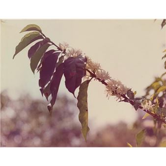 Folhas - Takashi Onuma