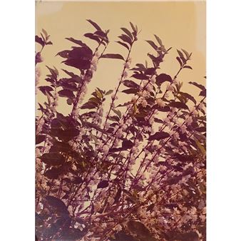 Floração - Takashi Onuma