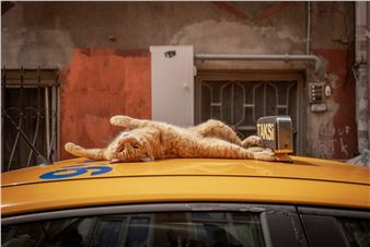 Marcel Heijnen Captures Loving Portraits of Feisty, Feral Felines in ‘City Cats of Istanbul’