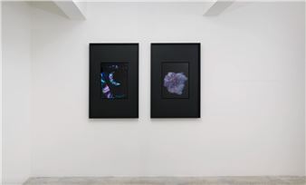 Was it a vision, or a waking dream? - Flowers, Hong Kong