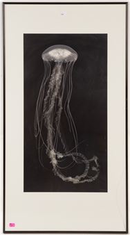 Sea Nettle #42 - Robert Noonan