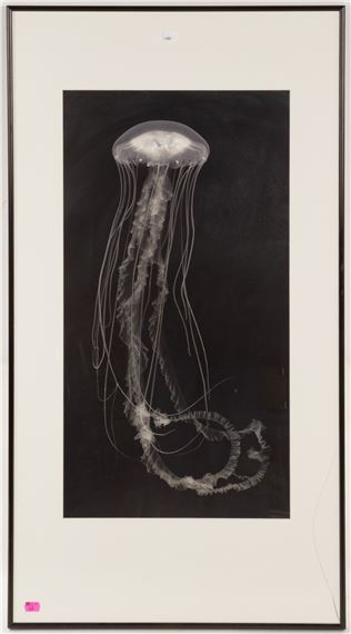 Sea Nettle #42 by Robert Noonan