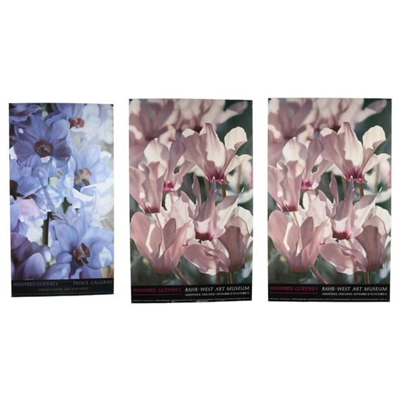 White Cyclamen - Winifred Godfrey