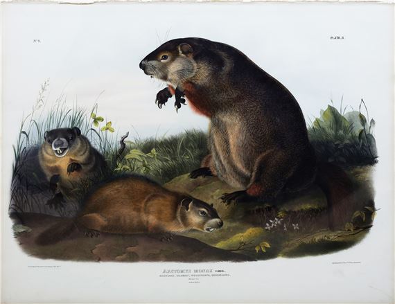 Maryland Marmot, Woodchuck, Groundhog by John Woodhouse Audubon, John James Audubon