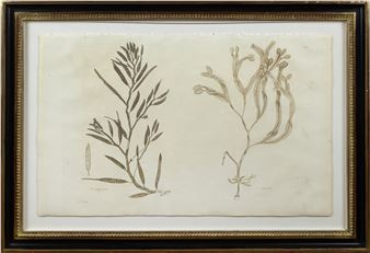 Engraving from Nereis Britannica, Plate V [F. Siliquesus & F. Spiralis - John Stackhouse