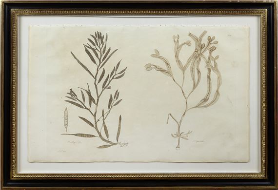 Engraving from Nereis Britannica, Plate V [F. Siliquesus & F. Spiralis by John Stackhouse, 1795