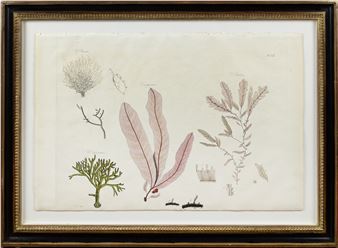 John Stackhouse Engraving from Nereis Britannica, Plate VII - John Stackhouse