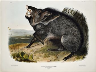Collared Peccary Pl. XXXI (31 - John Woodhouse Audubon