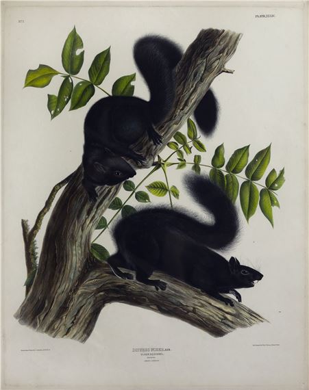 Black Squirrel, Plate XXXIV (34 by John Woodhouse Audubon, John James Audubon