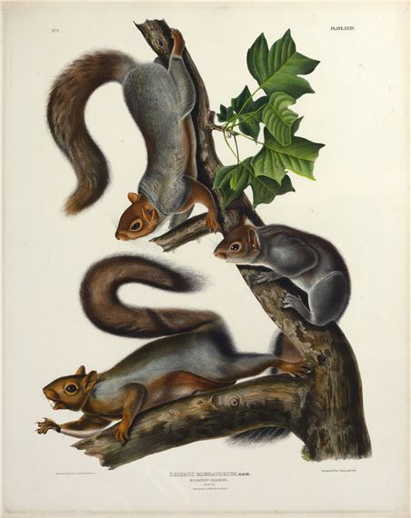 Migratory Squirrel by John Woodhouse Audubon, John James Audubon