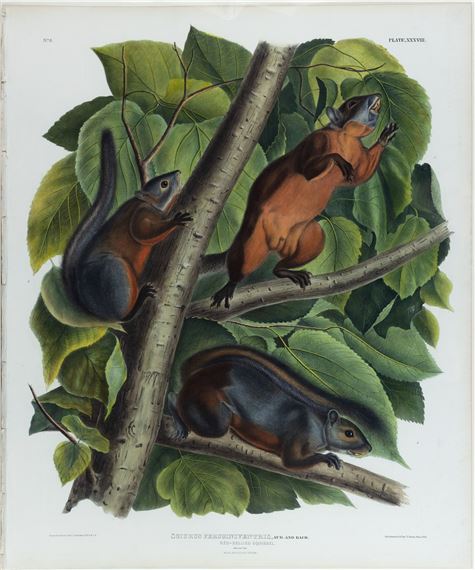 Red-Bellied Squirrel