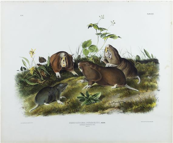 Canada Pouched Rat by John Woodhouse Audubon, John James Audubon, 1845-48