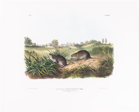 Wilson's Meadow Mouse by John Woodhouse Audubon, John James Audubon