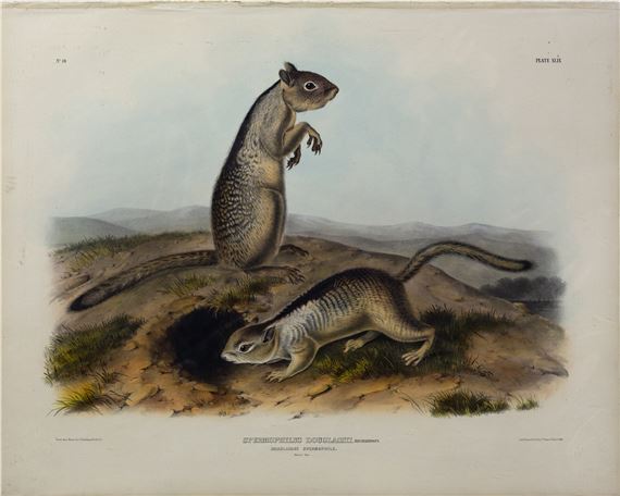 Douglass Squirrel, Plate XLVIII (48