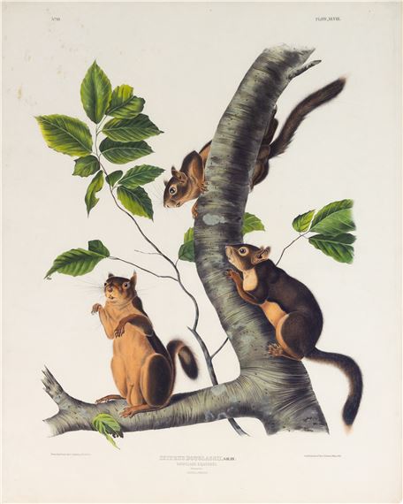 Douglasse's Spermophile by John Woodhouse Audubon, John James Audubon