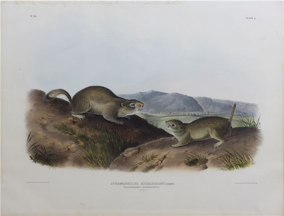 Richardson's Spermophile by John Woodhouse Audubon, John James Audubon, 1845-48