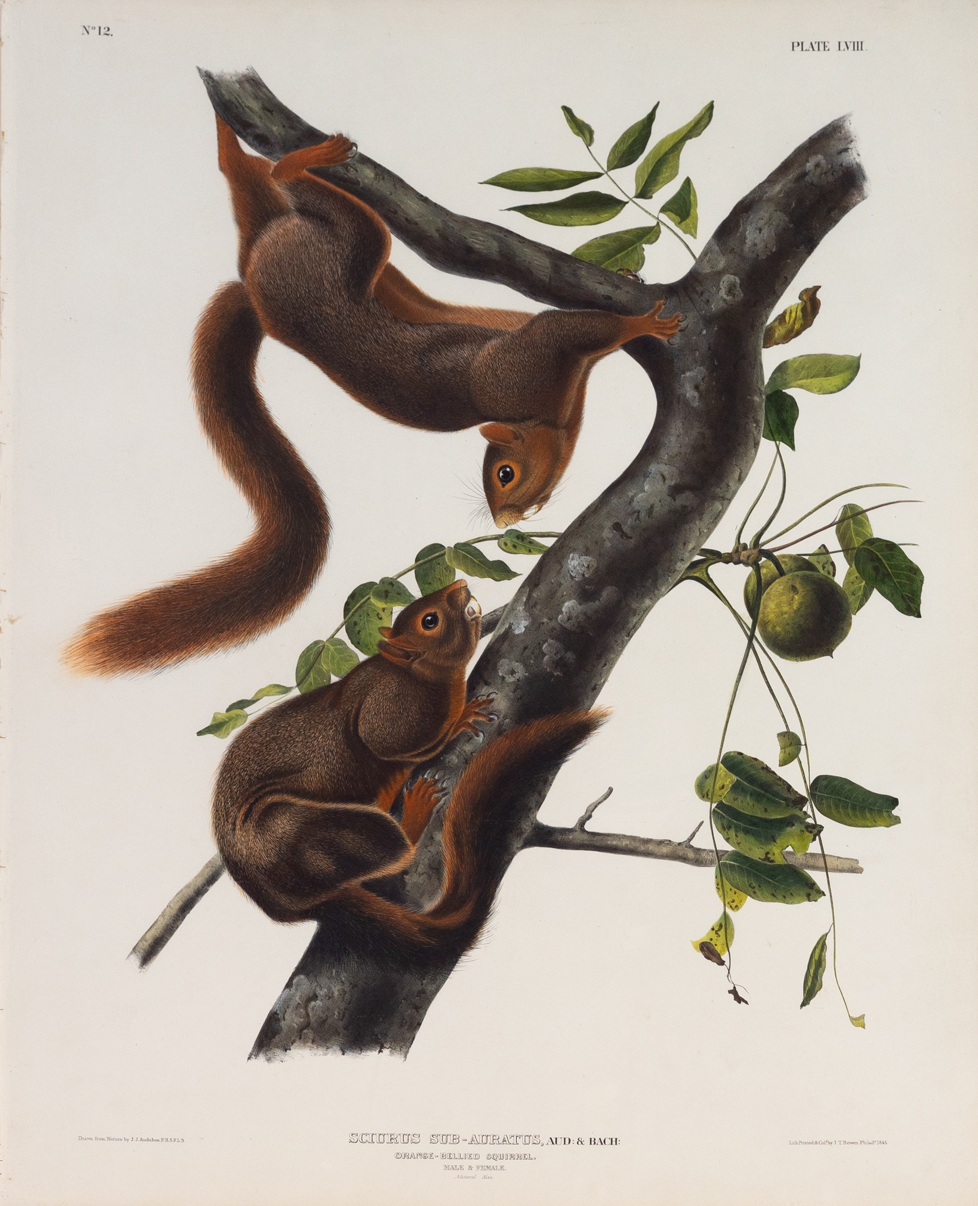 Artwork by John Woodhouse Audubon, John James Audubon, Orange-Bellied Squirrel, Made of Lithograph with original hand color
