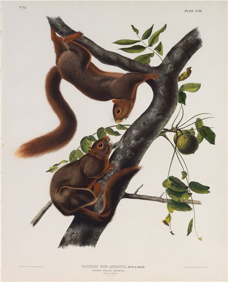 Orange-Bellied Squirrel by John Woodhouse Audubon, John James Audubon