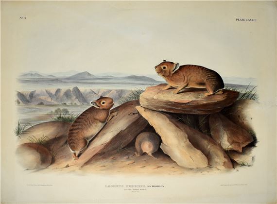 Little Chief Hare by John Woodhouse Audubon, John James Audubon