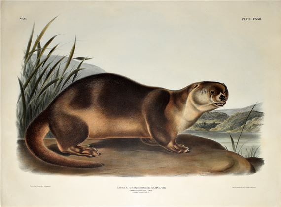 Canada Otter, Gray Male, Pl. CXXII (122