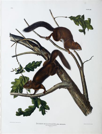 Soft-haired Squirrel