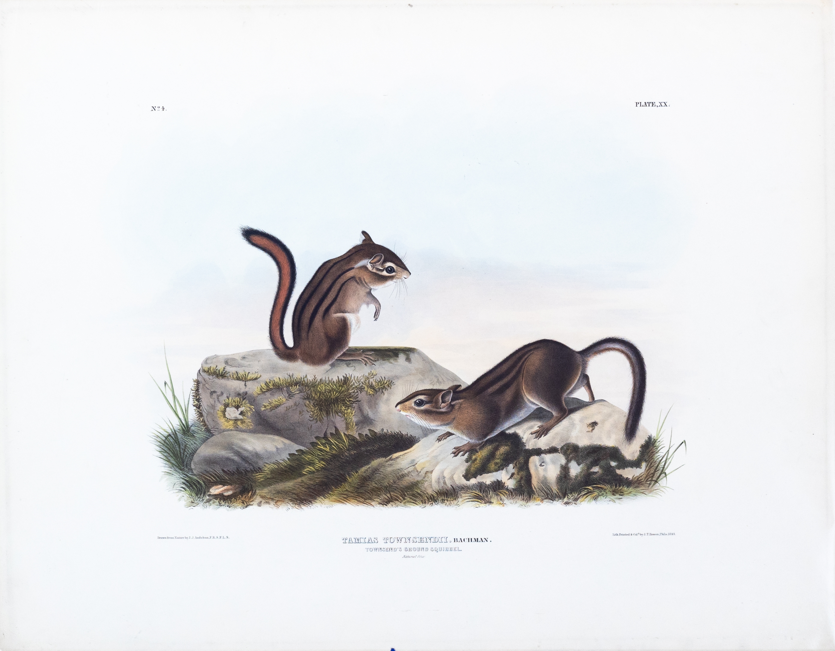 Artwork by John Woodhouse Audubon, John James Audubon, Townsend's Ground Squirrel, Made of Lithograph with original hand color