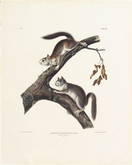 Downy Squirrel by John Woodhouse Audubon, John James Audubon