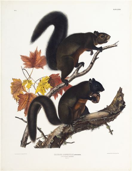 Long-Haired Squirrel, Plate XXVII (27 by John Woodhouse Audubon, John James Audubon