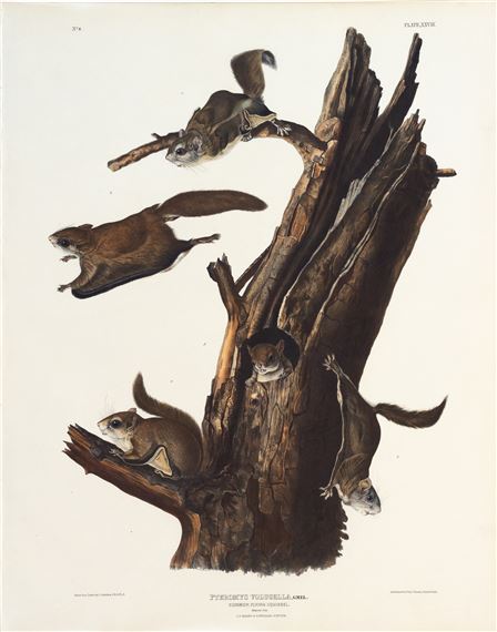Common Flying Squirrel by John Woodhouse Audubon, John James Audubon