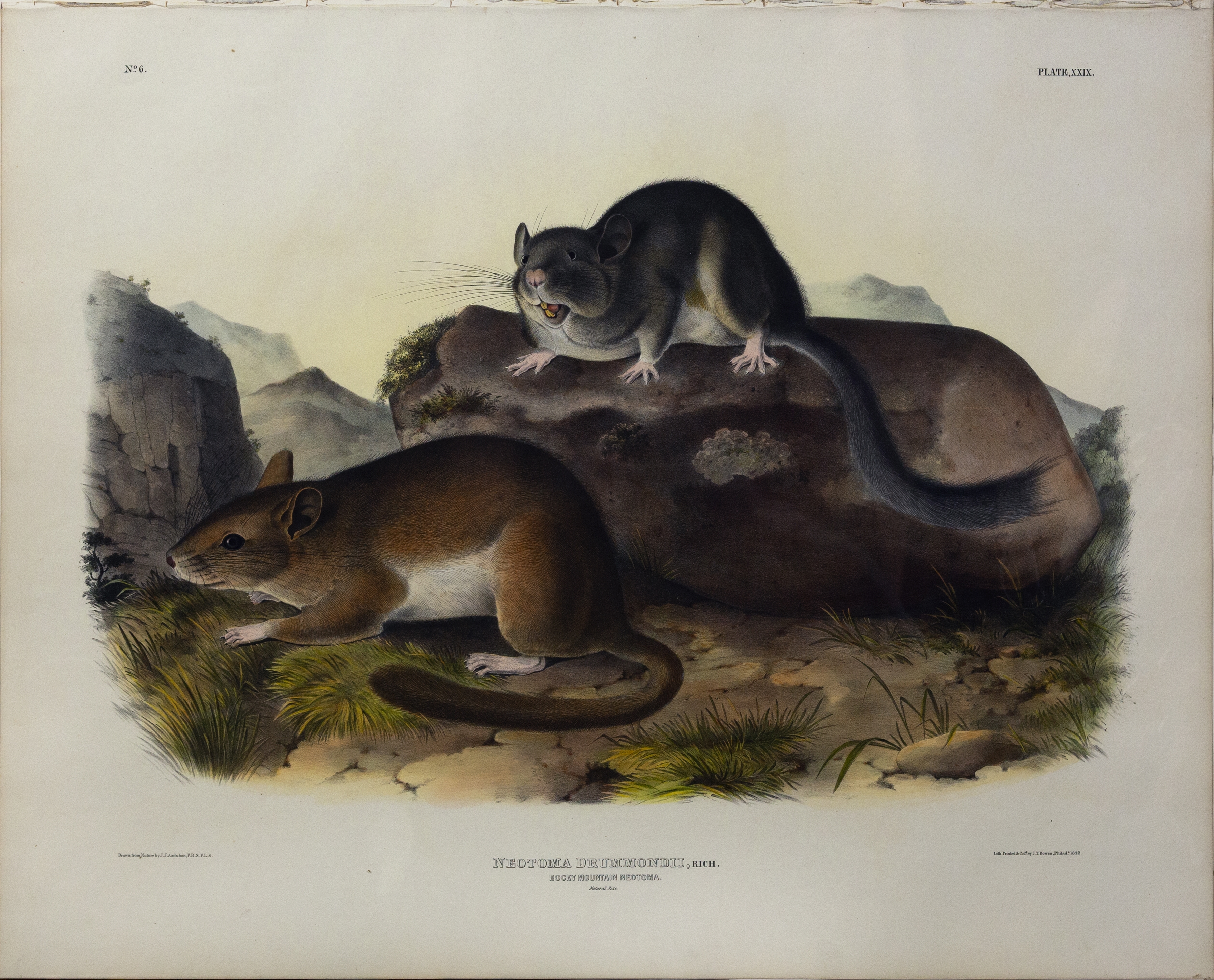Artwork by John Woodhouse Audubon, John James Audubon, Rocky Mountain Neotoma, Made of Lithograph with original hand color
