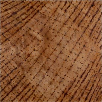 First Rain 2003-04 - Martin King