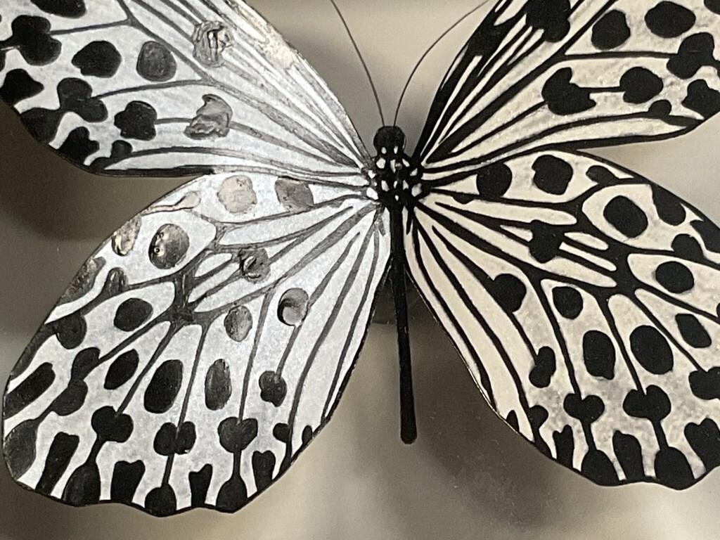 Jennifer Ivory | Idea lynceus | MutualArt