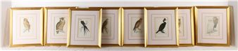 a group of eight plates from A History of British Birds - Francis Orpen Morris