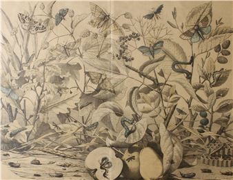 Moths and their larvae - Emil Hanselmann