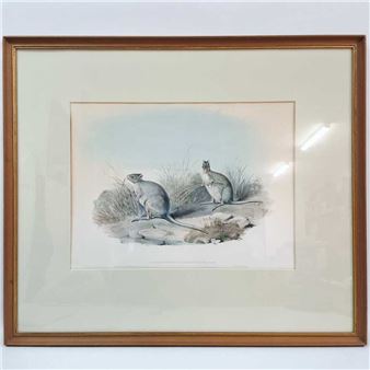 Lagorchestes Conspicillata (spectacled hare-wallaby - John Gould