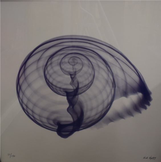 Emperor Conch Shell - Nick Veasey