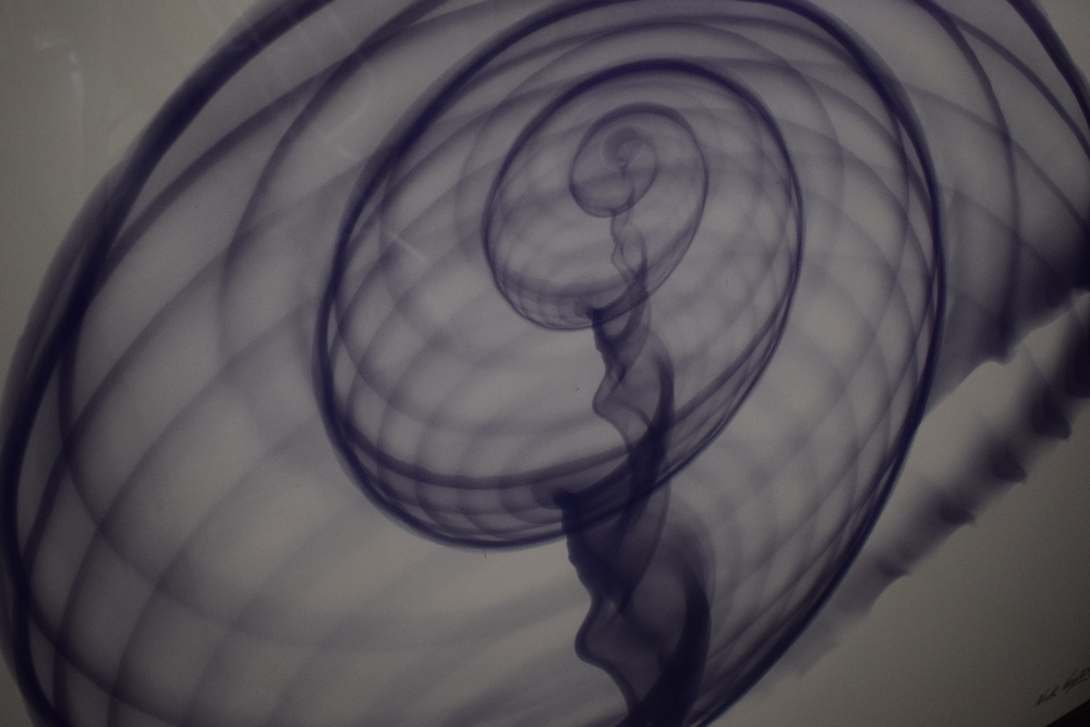 Nick Veasey | Emperor Conch Shell (2013) | MutualArt