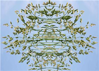 Rebecca Marr & Valerie Gillies: Buss o Gress / Tuft of Grass - The Pier Arts Centre