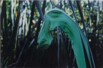 Lothar Baumgarten: Culture Nature - GAM, Galleria Civica d'Arte Moderna e Contemporanea Turin