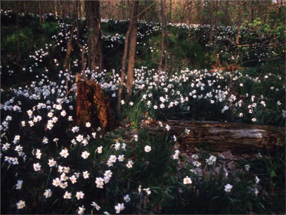 Ordinary Miracles: Robert Glenn Ketchum’s Photographs of Cuyahoga Valley National Park - Akron Art Museum
