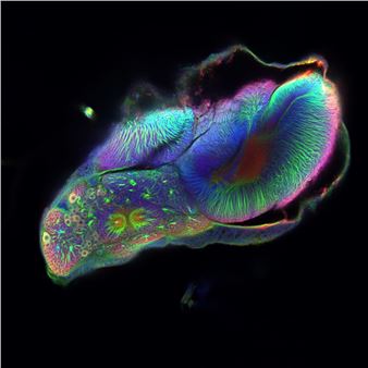 Reframing the Future: The Power of the Image