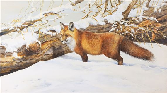 Red Fox in Snowy Landscape