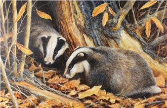 Badgers in Wooded Landscape - Neil Cox