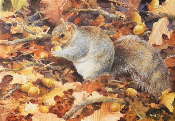 Squirrel in Autumn Leaves - Neil Cox